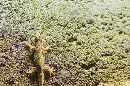 Close up lizard on the brick wall at night. Abstract background brick wall with lizard. Rough Surface of brick wall with lizardの写真素材