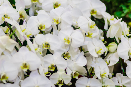 Beautiful White branch orchid flowers of Orchidaceae, Phalaenopsis, known as the Moth Orchid, abbreviated Phal in the horticultural trade. Phalaenopsis cultivar, possibly 'Aphroditeの写真素材