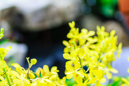 Yellow Ascocenda orchids flowers decorated at Suvarnabhumi airport, Bangkok, Thailand. Petal yellow ascocenda orchid flowers in night shot with grain.の写真素材