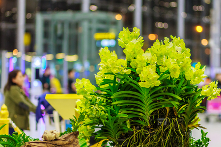 Beautiful Yellow Ascocenda orchids flowers decorated at Suvarnabhumi airport, Bangkok, Thailand. Petal yellow ascocenda orchid flowers in night shot with grain.の写真素材