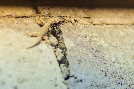 Close up lizard on the brick wall at night. Abstract background brick wall with lizard. Rough Surface of brick wall with lizardの写真素材