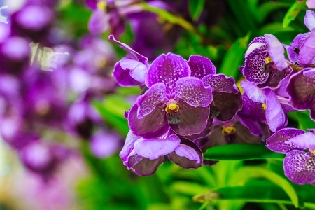 Beautiful Purple Orchid flower, Vanda hybrid flowers. Violet Vanda Orchid flower decorated in the airport.の写真素材