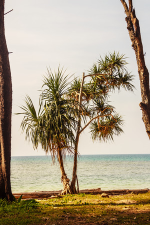 Shady and peaceful beach with forest tree, blue sea and sandy beach at Naiyang beach, nearby Phuket airport, Phuket, Thailand.の写真素材