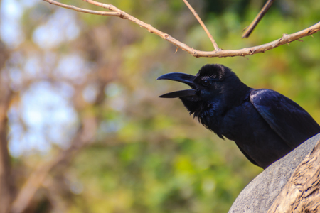 Close up black crow in the public park. Corvus corone, common black crow in the garden.の写真素材