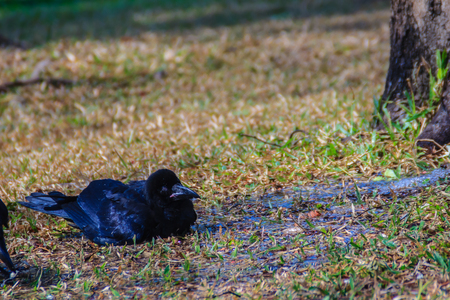 Close up black crow in the public park. Corvus corone, common black crow in the garden.の写真素材