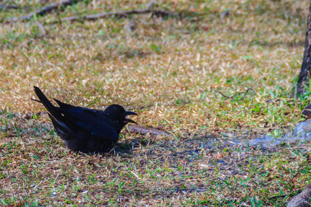 Close up black crow in the public park. Corvus corone, common black crow in the garden.の写真素材