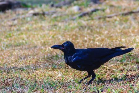 Close up black crow in the public park. Corvus corone, common black crow in the garden.の写真素材