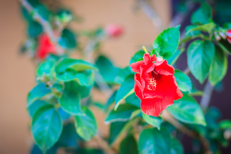 Closed up of young Hibiscus Rosa-Sinensis 'Ritzy' also known as Chinese hibiscus, China rose, Hawaiian hibiscus and shoeblackplant. Beautiful single Chinese hibiscus' red, budding flower on blurred background.の写真素材