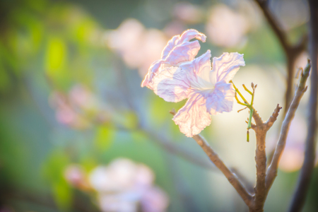 Close up pink trumpet (Tabebuia rosea) flowers on tree with branches and leaves. Tabebuia rosea is a Pink Flower tree that common named Pink trumpet tree, Rosy trumpet tree.の写真素材
