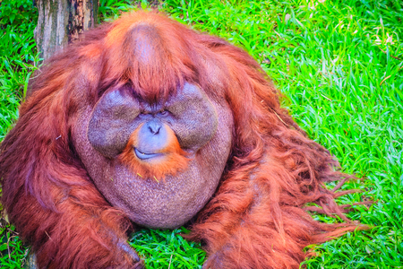 Close up to face of dominant male, Bornean orangutan (Pongo pygmaeus) with the signature developed cheek pads that arise in response to a testosterone surge. のeditorial素材