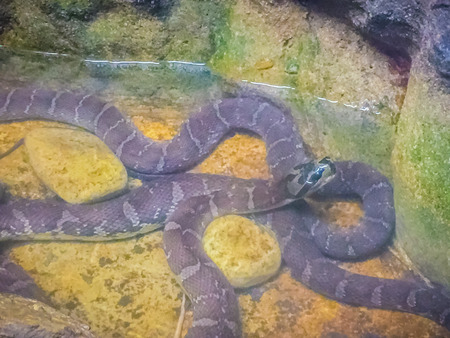 Puff-faced Water Snake (Homalopsis buccata)