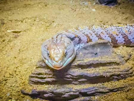 Close up head of the Blotched Blue-tongued lizard (Tiliqua nigrolutea), the largest lizard species...