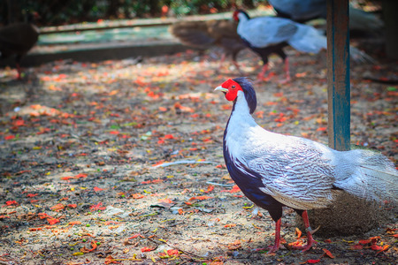 Young male of the Silver Pheasant (Lophura nycthemera)の写真素材