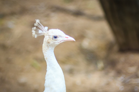 Beautiful young white peafowl. White young male albino peacock.の写真素材