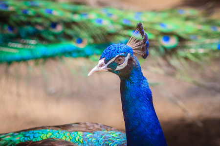 Close up to beautiful face of young peacock male with blue plumage.の写真素材