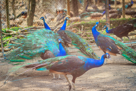 A flock of Indian peafowl, Blue peafowl (Pavo cristatus) peacocks in the cage at the public zoo.の写真素材