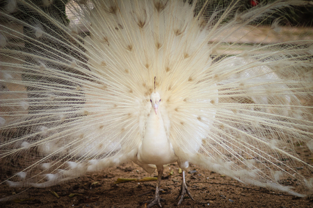 Beautiful white peafowl with feathers out. White male peacock with spread feathers. Albino peacock with fully opened tail.の写真素材