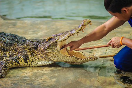 Showman using his hand to delve to the throat of the opened mouth's crocodile. The stuntman puts his hand into the crocodile's mouth.のeditorial素材