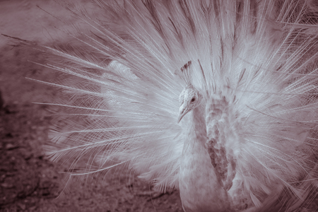 Beautiful black and white abstract background of peacock showing beautiful plumage and spreading tail-feathers in breading season.の写真素材
