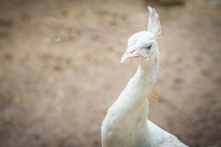 Beautiful young white peafowl. White young male albino peacock.の写真素材