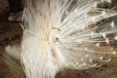Beautiful white peafowl with feathers out. White male peacock with spread feathers. Albino peacock with fully opened tail.の写真素材