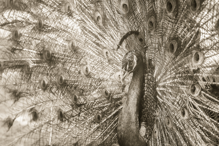 Beautiful black and white abstract background of peacock showing beautiful plumage and spreading tail-feathers in breading season.の写真素材