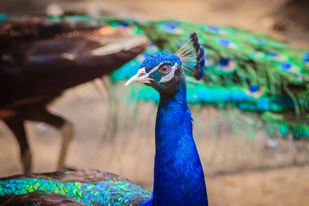 Close up to beautiful face of young peacock male with blue plumage.の写真素材