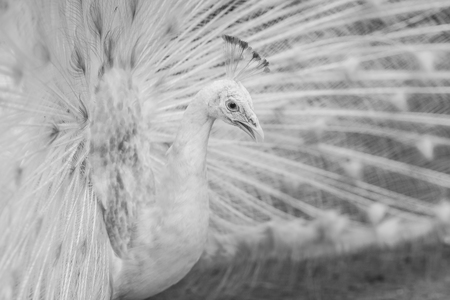 Beautiful black and white abstract background of peacock showing beautiful plumage and spreading tail-feathers in breading season.の写真素材