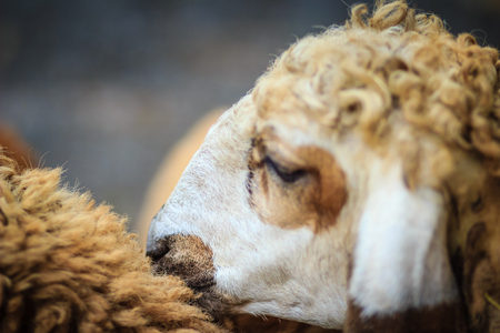 Close up brown sheep in the sheep farm. Sheep in the farm waiting for food.の写真素材
