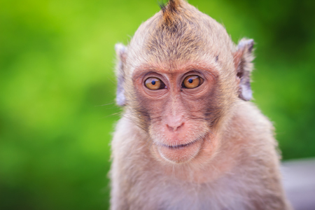 Close up to face of Long-tailed macaque or Crab-eating macaque (Macaca fascicularis) monkey in nature forest. Portrait of cute monkey with blurry background.の写真素材