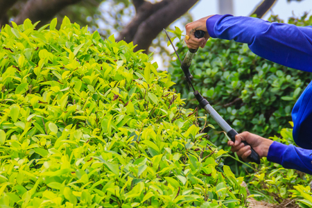 The gardener is cutting bush with scissors In the garden. The worker is trimming bushes with garden scissor.の写真素材