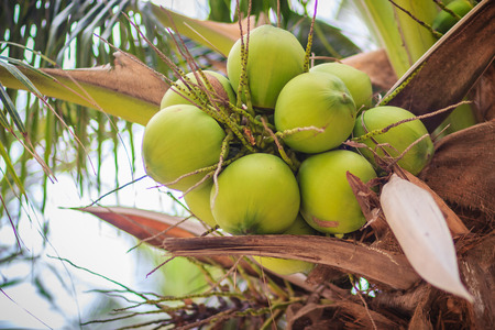Closeup of green coconuts on the coconut treeの写真素材
