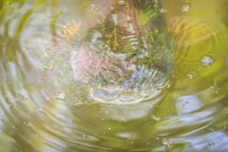 Striped catfish (Pangasianodon hypophthalmus) in the clear water of the natural canal.の写真素材