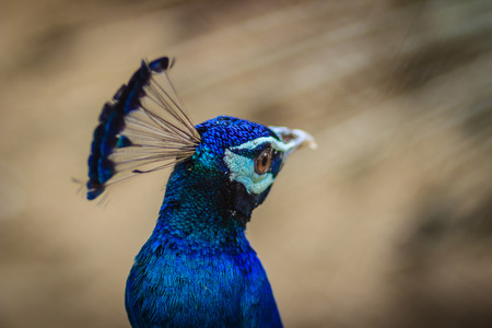 Young peacock male with blue plumage in peacock breeding farm. Beautiful young peafowl male in the public park.の写真素材