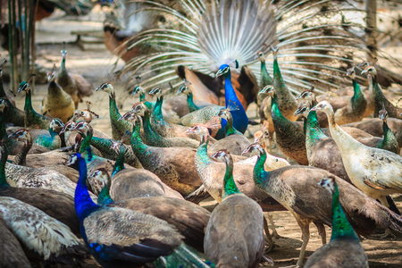 Flocks of peafowl in the breeding farm. A flock of Indian peafowl, Blue peafowl (Pavo cristatus) peacocks in the cage at the public zoo.の写真素材