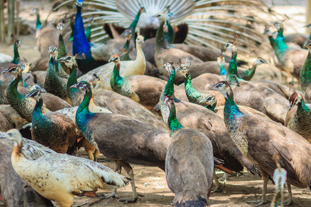 Flocks of peafowl in the breeding farm. A flock of Indian peafowl, Blue peafowl (Pavo cristatus)...
