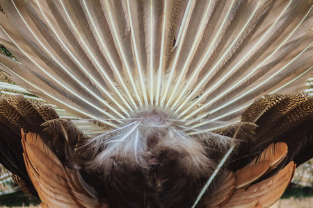 Rear view of male peacock displaying tail feathers. Back view of male peacock during show spread tail feathers in natureの写真素材