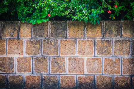 Old red laterite wall with natural green leaves frame. Green floral leaves on grungy laterite wall background.の写真素材