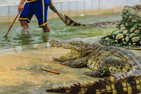 Nakhon Pathom, Thailand - May 18, 2017: Risky crocodile shows at Samphran Crocodile Farm, one of the most impressive public crocodile shows in the world.のeditorial素材