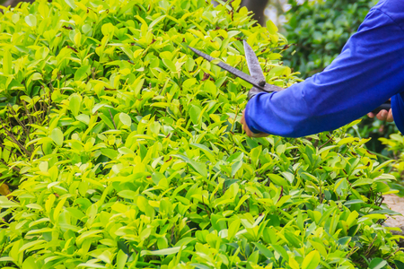 The gardener is cutting bush with scissors In the garden. The worker is trimming bushes with garden scissor.の写真素材