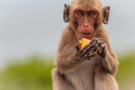 Long-tailed macaque or Crab-eating macaque (Macaca fascicularis) monkey is eating banana from the...