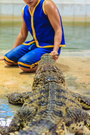 Nakhon Pathom, Thailand - May 18, 2017: Risky crocodile shows at Samphran Crocodile Farm, one of the most impressive public crocodile shows in the world.のeditorial素材