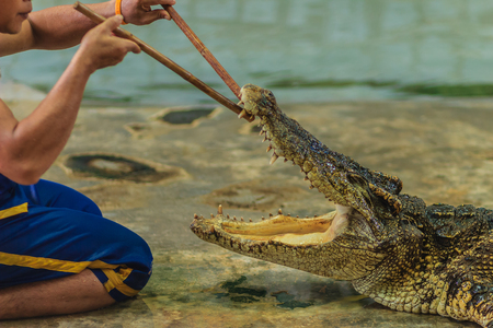 Nakhon Pathom, Thailand - May 18, 2017: Risky crocodile shows at Samphran Crocodile Farm, one of the most impressive public crocodile shows in the world.のeditorial素材
