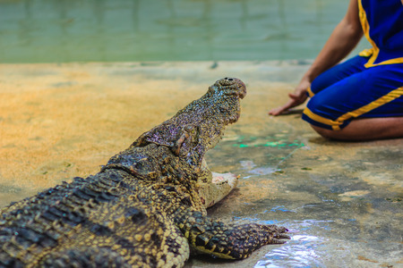 Nakhon Pathom, Thailand - May 18, 2017: Risky crocodile shows at Samphran Crocodile Farm, one of the most impressive public crocodile shows in the world.のeditorial素材