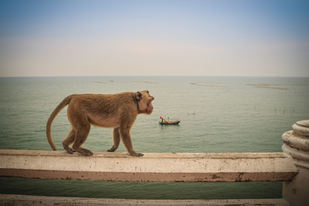 Cute monkey is walking above on the boundary fence, wall with seascape and blue sky background. Long-tailed macaque or Crab-eating macaque (Macaca fascicularis) monkey is finding for food.の写真素材