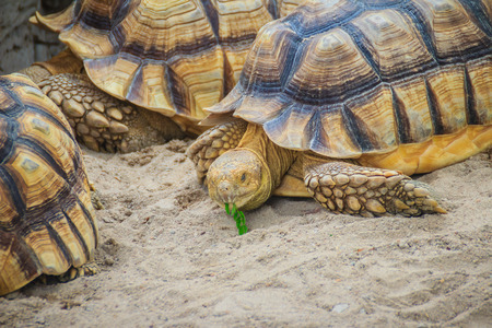 African spurred tortoise (Centrochelys sulcata), also known as the sulcata tortoise.