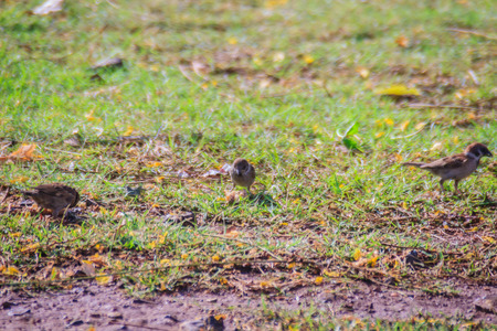 Eurasian Tree Sparrow bird is looking for food on grass field in the wetland, It is passerine bird in the sparrow family with a rich chestnut crown and nape, and a black patch on each pure white cheekの写真素材