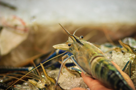 Extra large size of giant malaysian prawn (Macrobrachium rosenbergii) also known as the giant river prawn or giant freshwater prawn, is a commercially important species of palaemonid freshwater prawnの写真素材