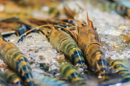 Extra large size of giant malaysian prawn (Macrobrachium rosenbergii) also known as the giant river prawn or giant freshwater prawn, is a commercially important species of palaemonid freshwater prawnの写真素材