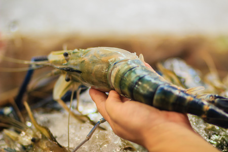 Extra large size of giant malaysian prawn (Macrobrachium rosenbergii) also known as the giant river prawn or giant freshwater prawn, is a commercially important species of palaemonid freshwater prawnの写真素材